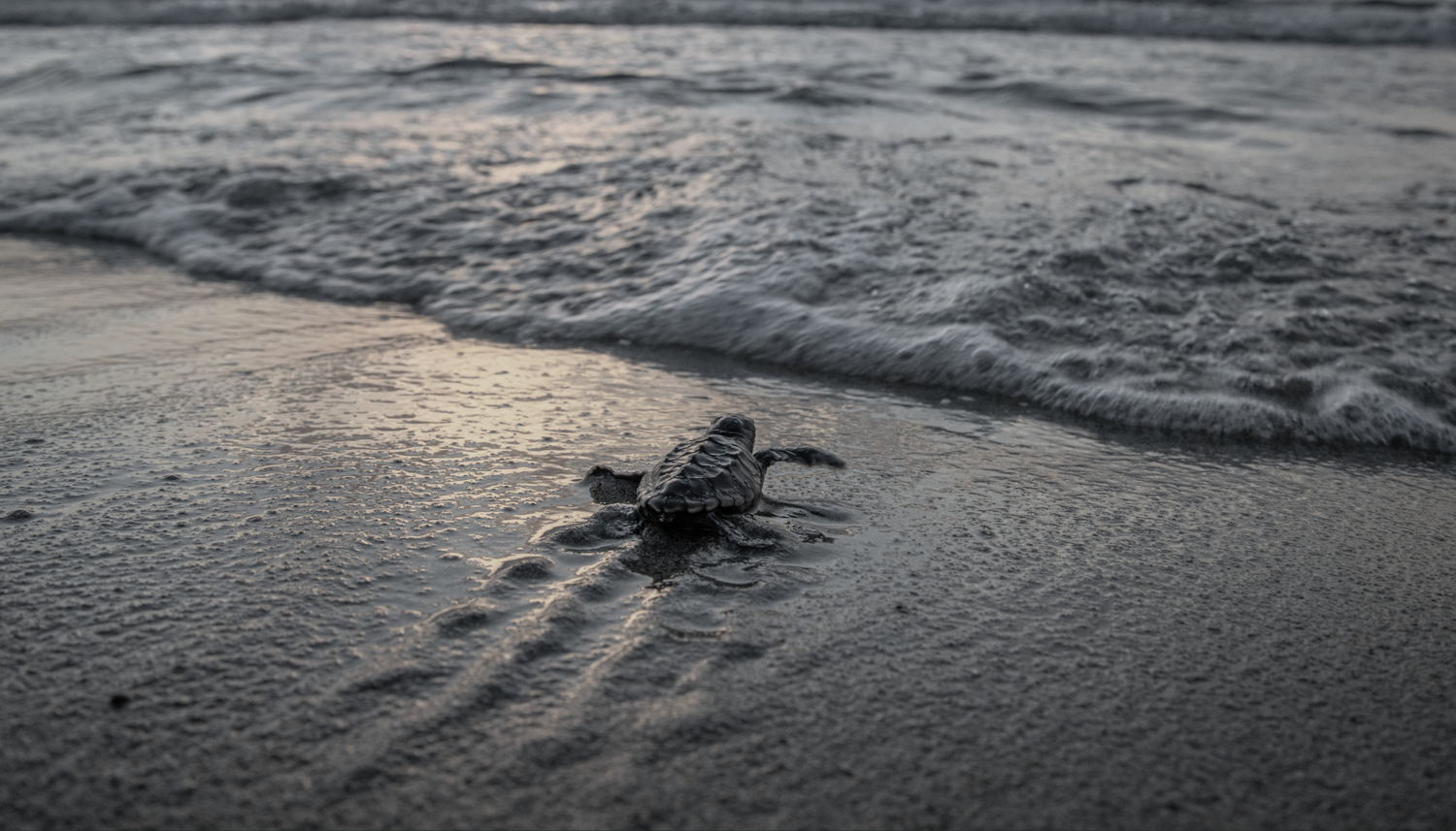 Respecting Miami Beach Turtle Nesting Season: Preserve Our Ocean + Skin