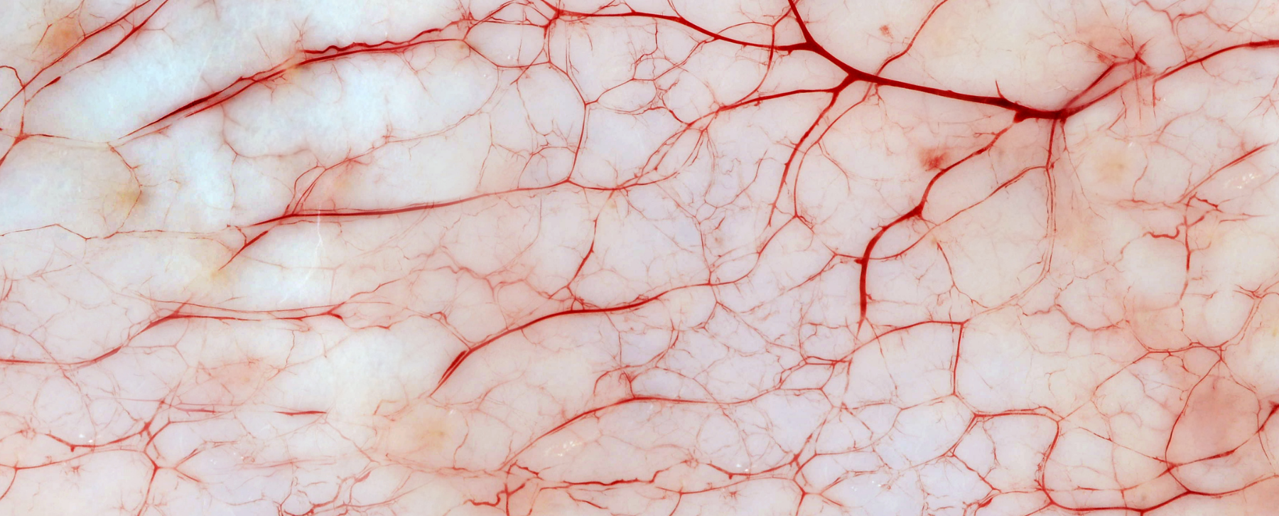 bionassay-inflammation-skin